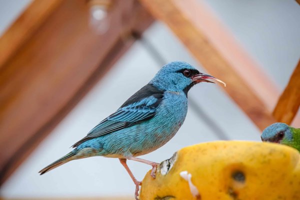 Quels types de fléchettes choisir pour votre jeu ?