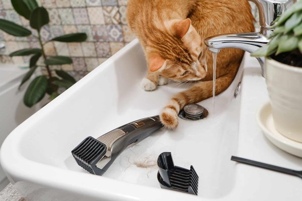 Quels sont les avantages de l'utilisation d'une fontaine à eau pour chat?