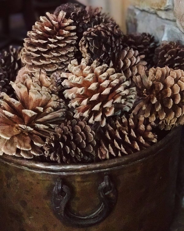 Comment mettre en place une session de ciné-débat autour de films d'animation japonais méconnus ?